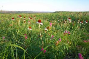 prairie_flowers